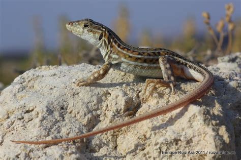 Europäischer Fransenfinger
